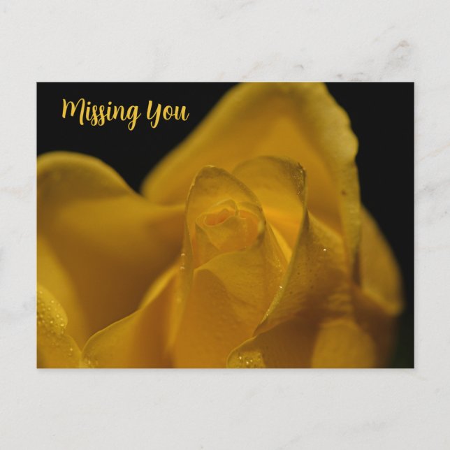 Elegant Single Yellow Rose Close Up Missing You Holiday Postcard (Front)