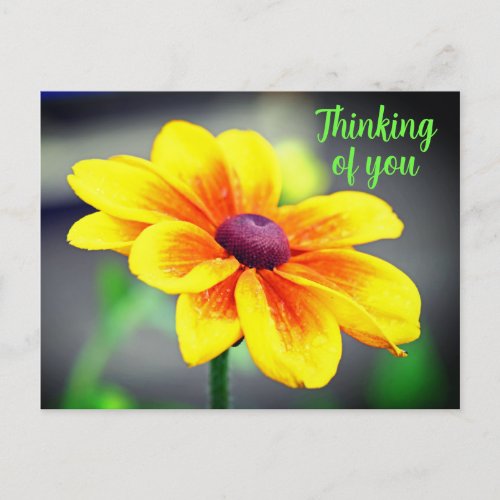 Elegant Single YellowOrange Flower Thinking of You Postcard