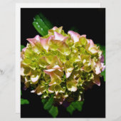 Elegant soft green pink floral hydrangeas (Front/Back)
