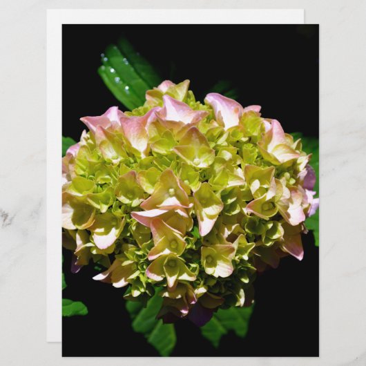 Elegant soft green pink floral hydrangeas (Front/Back)
