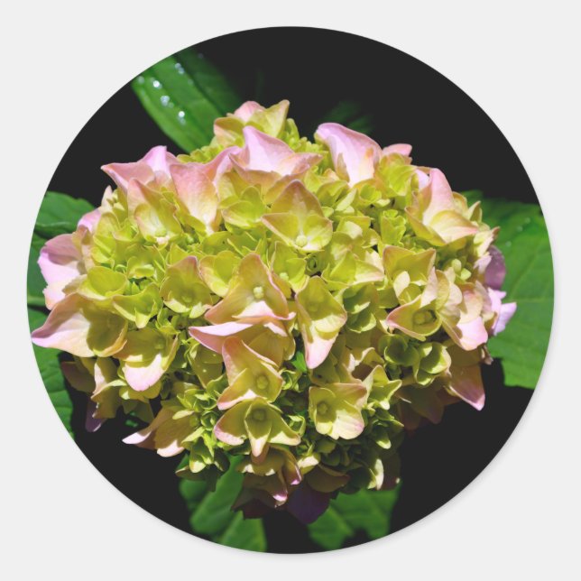Elegant soft green pink floral hydrangeas classic round sticker (Front)