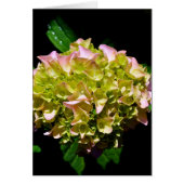 Elegant soft green pink green floral hydrangea (Front)