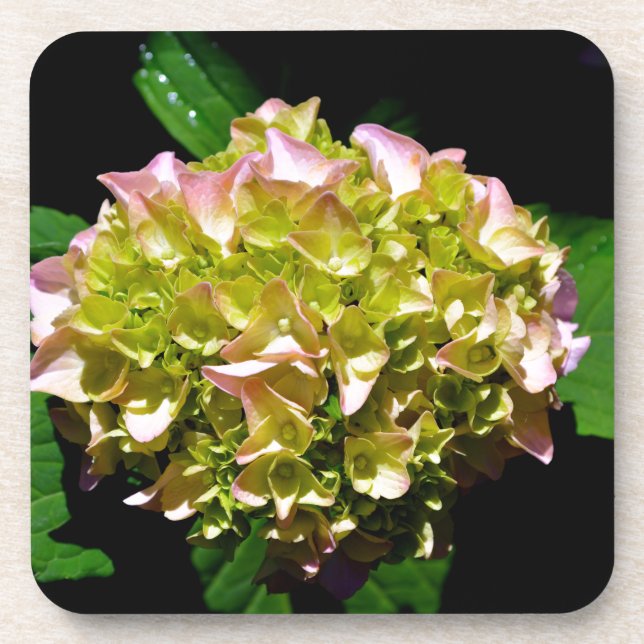 Elegant soft green pink green floral hydrangea beverage coaster (Front)