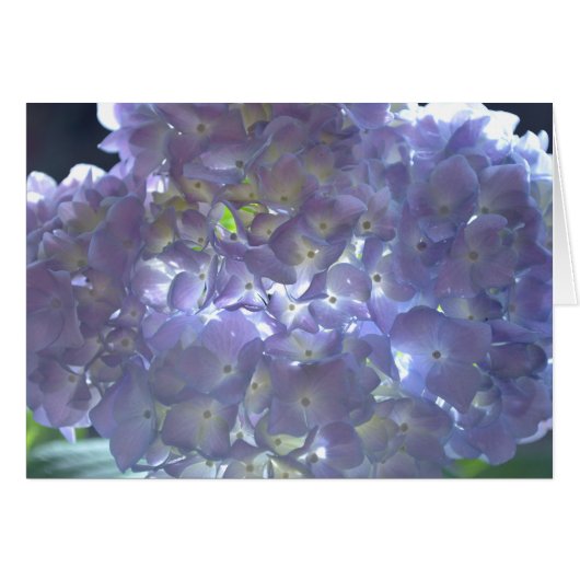 Elegant soft light purple floral purple hydrangeas (Front Horizontal)