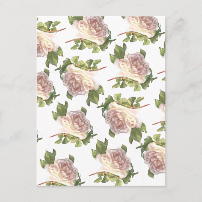 elegant soft pink white rose bud postcard (Front)