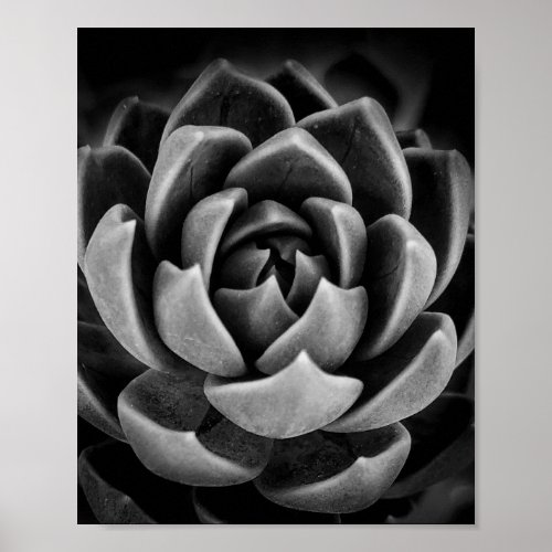 Elegant Succulent Plant Nature Photo Black White Poster