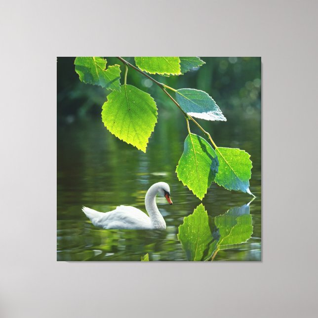 Elegant Summer Swan Canvas Print (Front)