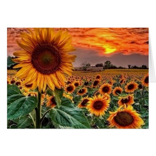 elegant Sunflower fields Cards (Front Horizontal)