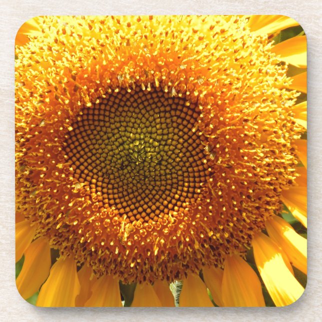 Elegant sunflower photo beverage coaster (Front)