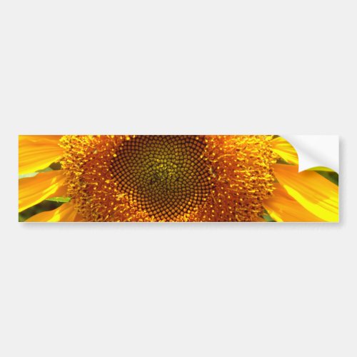 Elegant sunflower photo bumper sticker