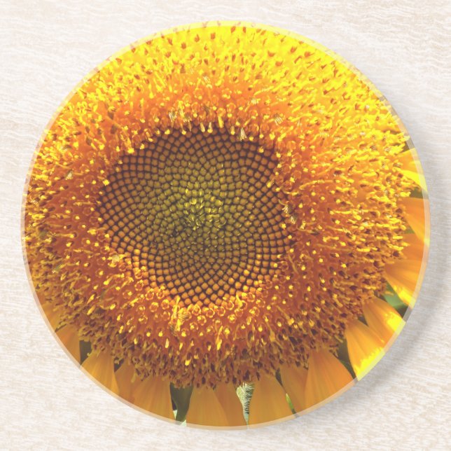 Elegant sunflower photo sandstone coaster (Front)