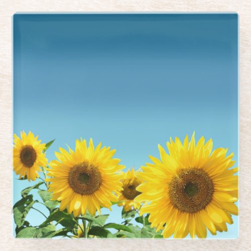 Elegant Sunflowers on Sky Blue Shades Glass Coaster