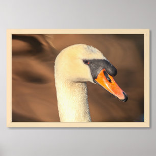 Elegant Swan Head Portrait Framed Art