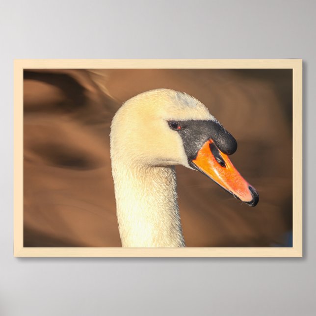 Elegant Swan Head Portrait  Framed Art (Framed Front)