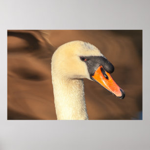 Elegant Swan Head Portrait  Poster