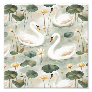 Elegant swans Photo Print