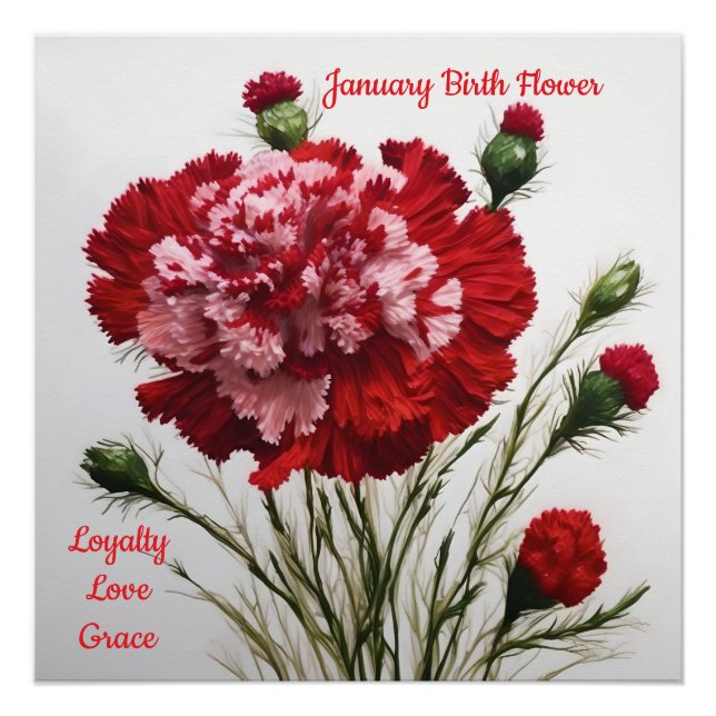 Elegant & Timeless January Birth Flower Carnation  Poster (Front)
