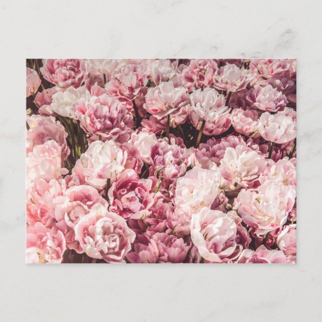 Elegant Valentine's Day Roses Holiday Postcard (Front)