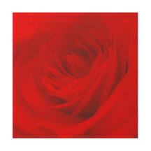 Elegant Vibrant Red Rose Aesthetic Chic Romantic