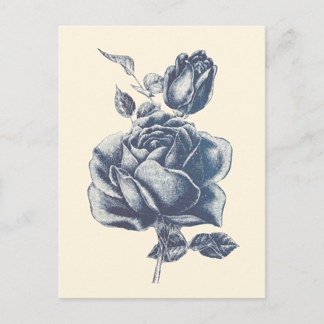 Elegant Vintage Blue Rose  Postcard (Front)