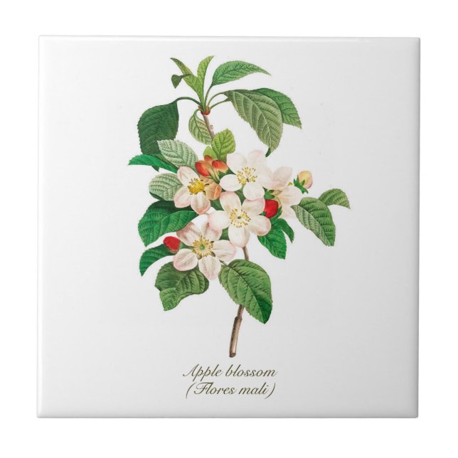 Elegant Vintage Botanical Apple Blossom Ceramic Tile (Front)