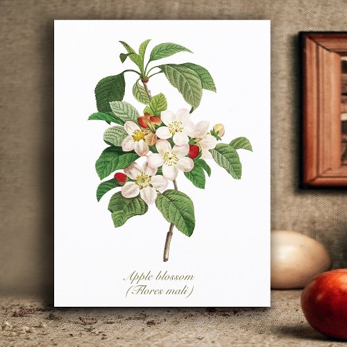 Elegant Vintage Botanical Apple Blossom Postcard