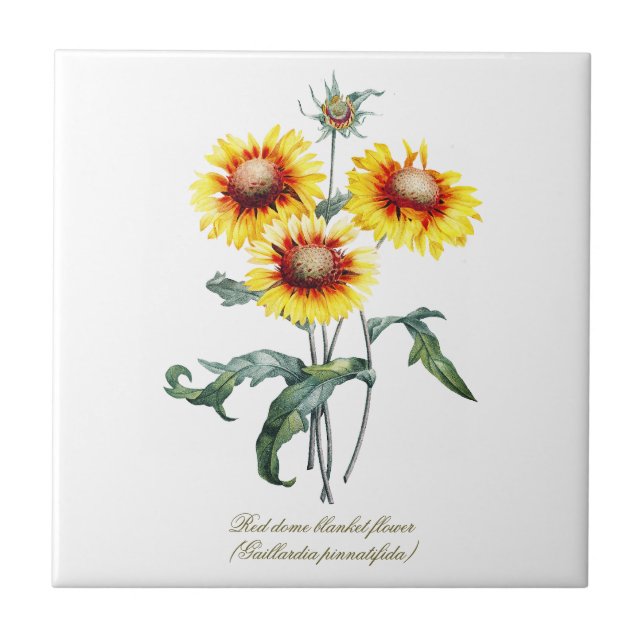 Elegant Vintage Botanical Blanket Flower Ceramic Tile (Front)