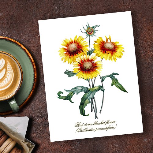 Elegant Vintage Botanical Blanket Flower Postcard