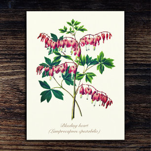 Elegant Vintage Botanical Bleeding Heart Flower Postcard