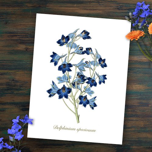 Elegant Vintage Botanical Blue Flowers Delphinium Postcard