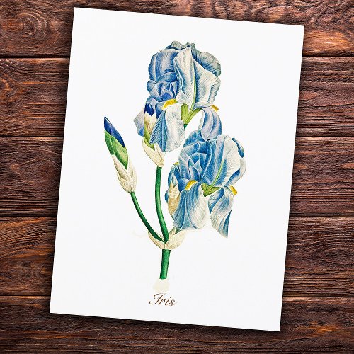 Elegant Vintage Botanical Blue Iris Flower Postcard