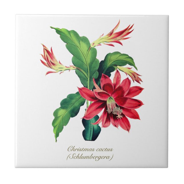 Elegant Vintage Botanical Christmas Cactus Flower Ceramic Tile (Front)