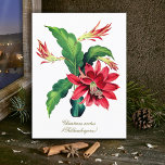 Elegant Vintage Botanical Christmas Cactus Flower Postcard<br><div class="desc">Vintage botanical Illustration of Schlumbergera (Christmas cactus or Thanksgiving cactus) foliage and blossoms, very elegant, sophisticated and classy artwork for a chic romantic home decor and nature or flowers lover. Longevity of the plant could represent loyalty or resilience. Within Native American cultures, a cactus represents warmth and endless love. It...</div>