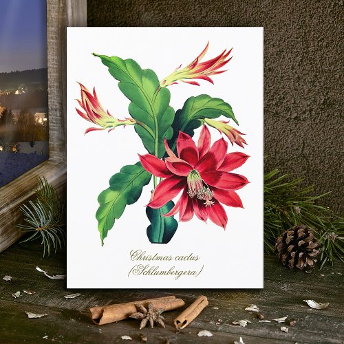 Elegant Vintage Botanical Christmas Cactus Flower Postcard
