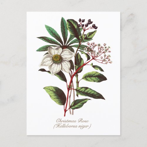 Elegant Vintage Botanical Christmas Rose Flower  Postcard