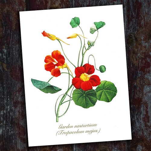 Elegant Vintage Botanical Flowers Nasturtium Postcard