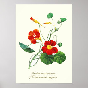 Elegant Vintage Botanical Flowers Nasturtium Poster