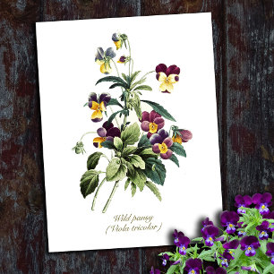 Elegant Vintage Botanical Flowers Pansy Postcard