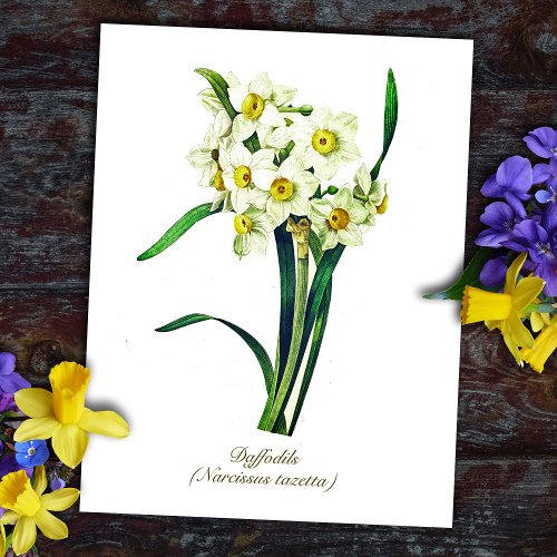 Elegant Vintage Botanical Flowers White Daffodils Postcard