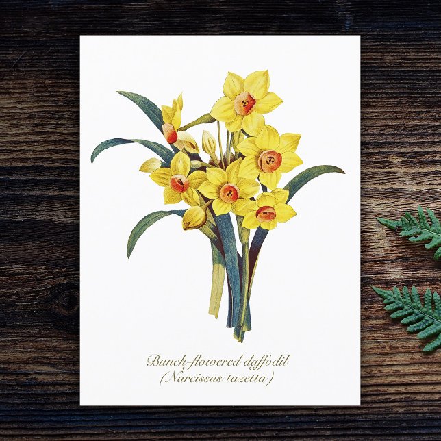 Elegant Vintage Botanical Flowers Yellow Daffodils Postcard (Creator Uploaded)