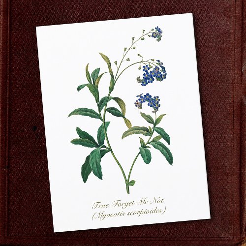 Elegant Vintage Botanical Forget Me Not  Flower Postcard