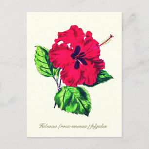 Elegant Vintage Botanical Hibiscus Flower Postcard