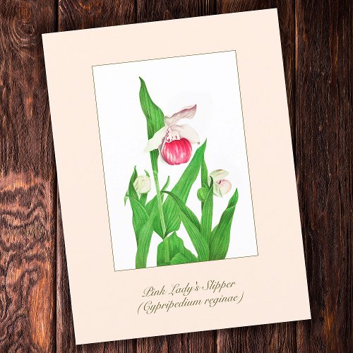 Elegant Vintage Botanical Ladys Slipper Flower Postcard