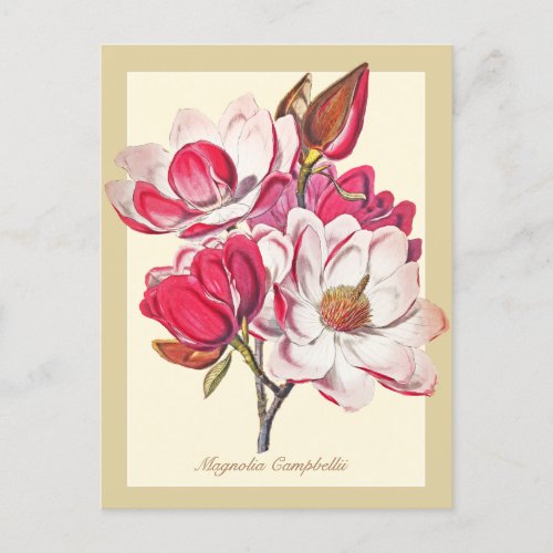 Elegant Vintage Botanical Magnolia Pink Flowers  Postcard