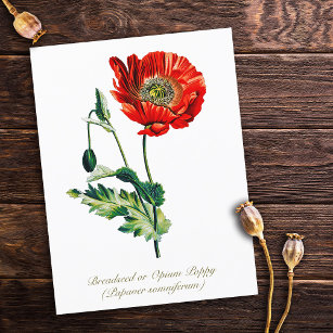 Elegant Vintage Botanical Opium Poppy Flower Postcard