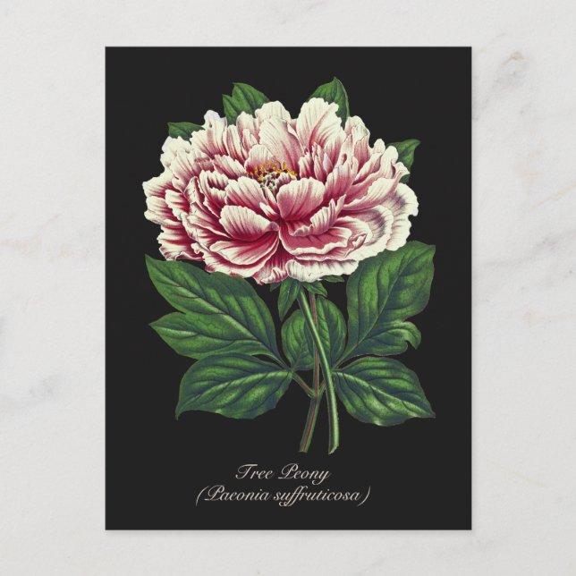 Elegant Vintage Botanical Pink Peony Flower Postcard (Front)