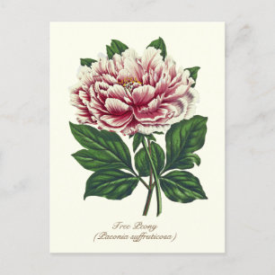 Elegant Vintage Botanical Pink Peony Flower Postcard