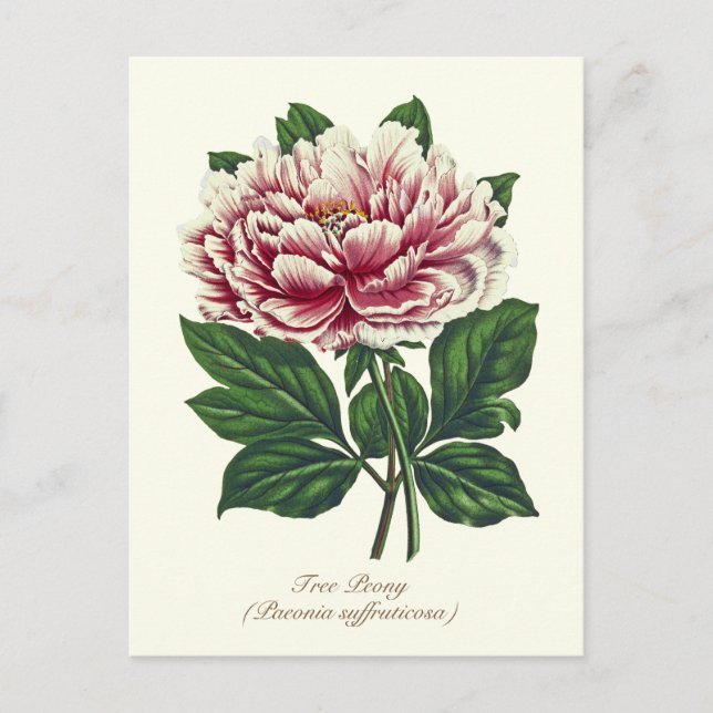 Elegant Vintage Botanical Pink Peony Flower Postcard (Front)