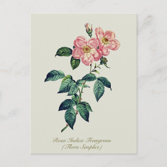 Elegant Vintage Botanical Pink White Rose Holiday Postcard (Front)