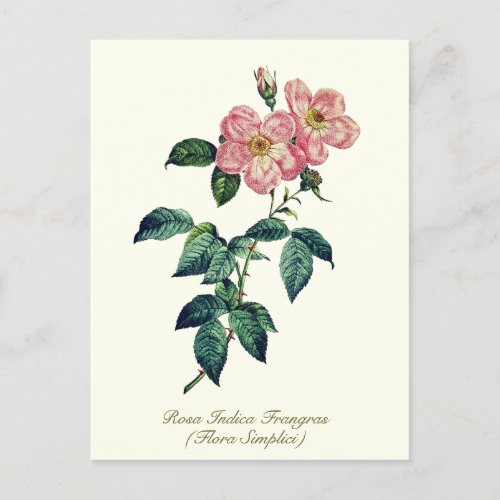 Elegant Vintage Botanical Pink White Simple Rose Postcard